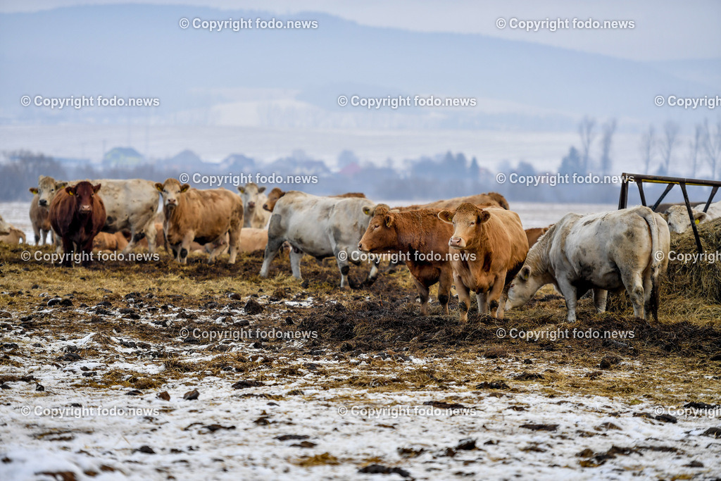 Hrabusice_ Podlesok_ SVK_ 31.12.2021-13 | 31.12.2021, Hrabusice, Podlesok, SVK, Rinder, Kuehe, im Bild Charolais Rinderherde auf einen Bauernhof in der Slowakei, Kuehe, Kühe, Rinder, Rinderrasse, Vieh, Fleischproduktion, Weide, Heu, Bauernhof// Charolais cattle herd on a farm in Slovakia, cows, cows, cattle, cattle breed, meat production, pasture, hay, farm, ranch