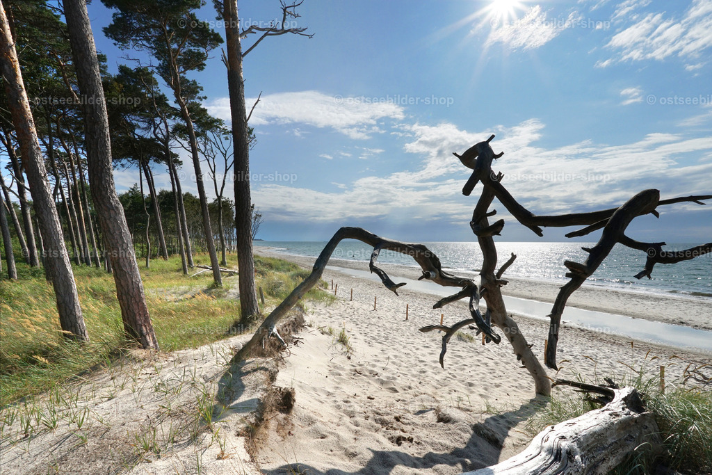 Tanz der Baumgeister vor aufziehender Regenfront | Der Wind und die Herbststürme haben am Weststrand skurrile Gestalten geformt. Sturmfluten bei Westwind nagen hier beständig an der Küste, an manchen Abschnitten rutschen ganze Dünenbereiche mit den darauf wachsenden Bäumen ab, so dass man immer wieder auf Ansammlungen von Baumskeletten trifft. Im Hintergrund des Bildes ist bereits eine aufkommende Wetterfront zu sehen. 