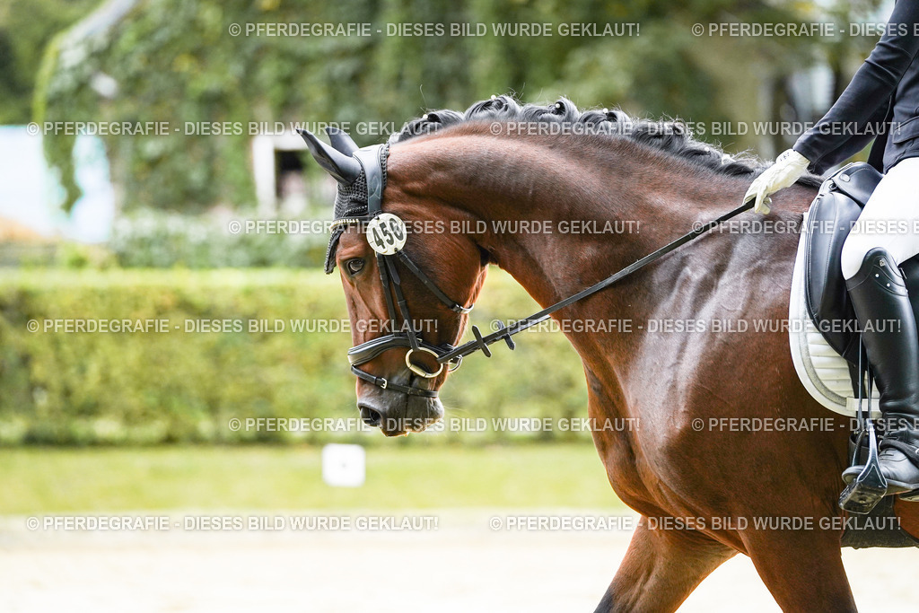 DSC06297 | Pferdegrafie