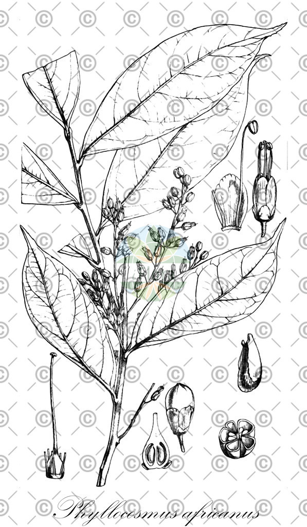 HistAbb_wfo-0000466715_1_ENZY_Simple | Historische Abbildung von Phyllocosmus africanus - Ixonanthaceae | Historical Illustration of Phyllocosmus africanus - Ixonanthaceae