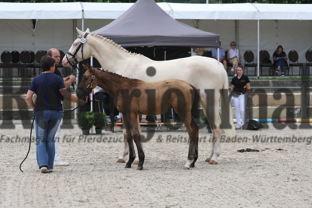 Weilheim_2023_Abteilung_01_4-u.5jähr_Stuten_KN_34_Zauberhafte_Zafferano x Rff the Alchemist xx (2) | Alle Fotos der Reiterjournal Fotografin Doris Matthaes im Reiterjournal Online-Fotoshop. - Realisiert mit Pictrs.com