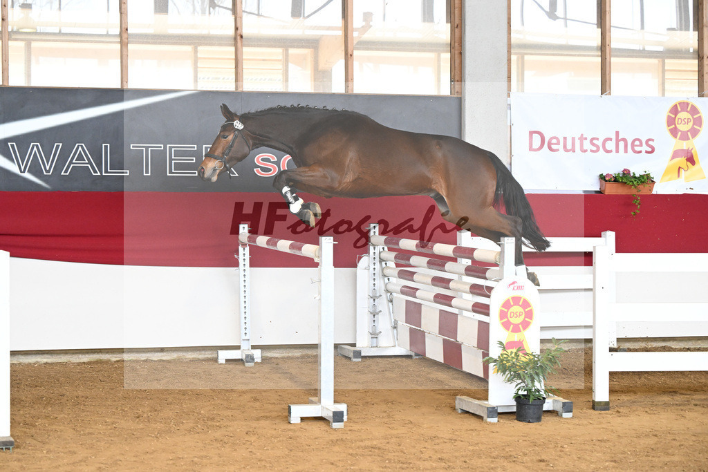 Kat-Nr. 32 Kingsley K v. King Kashmir_Kluding_7250804 | hf-fotografie - Realizzato con Pictrs.com