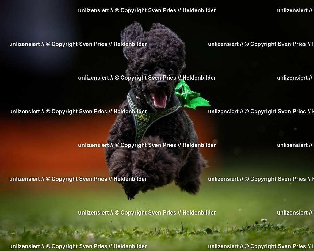 Sven Pries | 19. Allgemeines Hunderennen Karlsruhe Durlach - Realisiert mit Pictrs.com