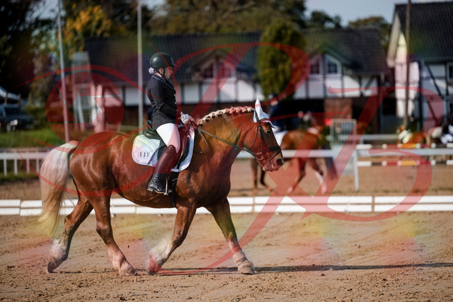2026_10_03_Siefer-Hof_114134_Z63_22524508 | Professionelle Reitsport-, Turnier- und Eventfotografie von Robert Broda. Galerien mit ausgewählten und bearbeiteten Bildern direkt online ansehen und bestellen.