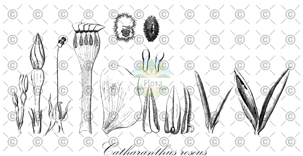 HistAbb_wfo-0000858530_1_ENZY_Simple | Historische Abbildung von Catharanthus roseus - Apocynaceae | Historical Illustration of Catharanthus roseus - Apocynaceae