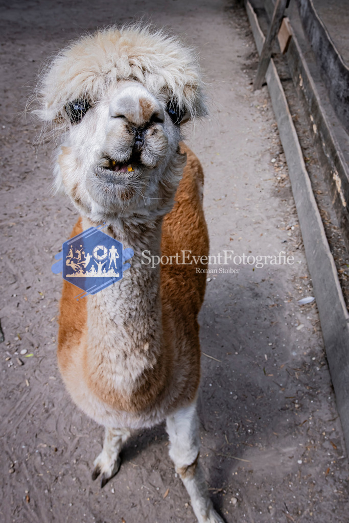 IMAG1549 | SportEventFotografie - Roman Stoiber