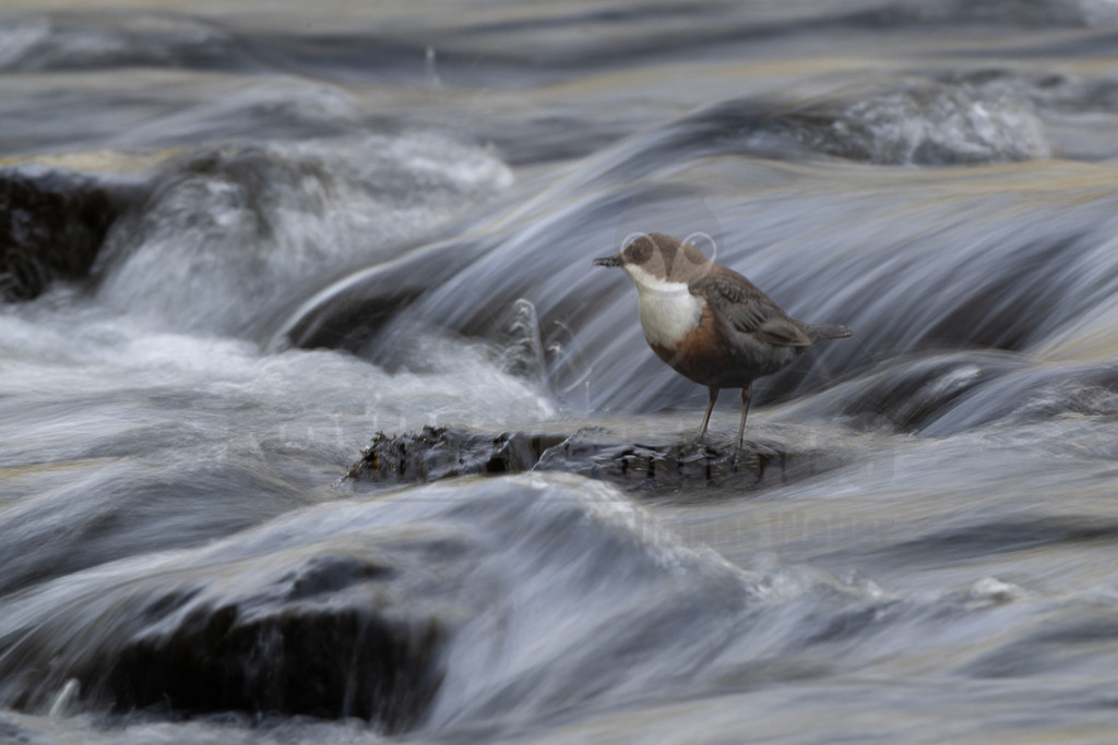 R6M32920_20260503 | Eine Wasseramsel (Cinclus cinclus) steht auf einem dunklen Felsen inmitten eines schnell fließenden Baches. Das Gefieder des Vogels ist dunkelbraun am Rücken und Kopf, mit einer auffälligen weißen Brust und einem rötlich-braunen Bauch. Das Wasser um den Felsen herum ist in einer Langzeitbelichtung oder durch die schnelle Strömung weich und verschwommen dargestellt, was die Bewegung des Wassers betont. - Realisiert mit Pictrs.com