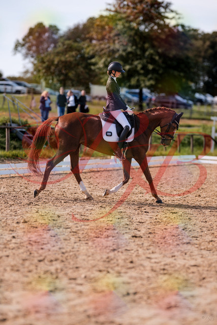 2026_10_03_Siefer-Hof_133213_Z81_88440985 | Professionelle Reitsport-, Turnier- und Eventfotografie von Robert Broda. Galerien mit ausgewählten und bearbeiteten Bildern direkt online ansehen und bestellen.