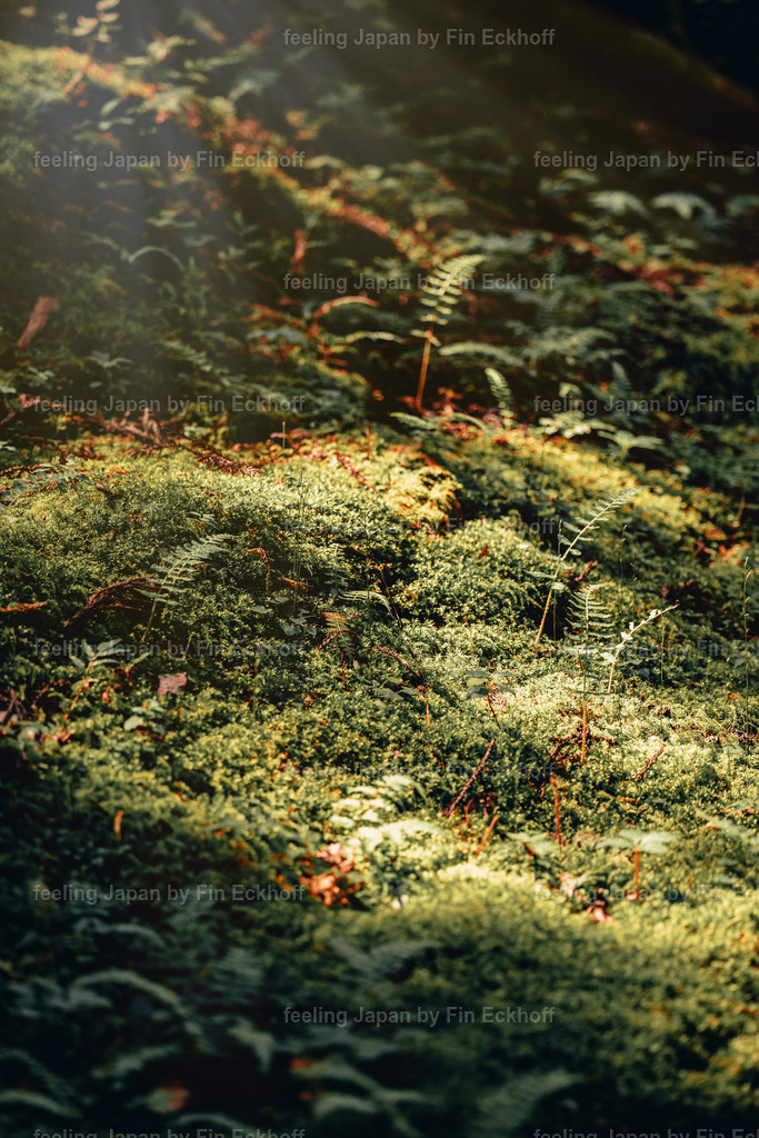 12 - Japan - Makro-1 | FI-LO Bildershop – Entdecken Sie beeindruckende Fotografie und inspirierende Videoproduktionen. Tauchen Sie ein in faszinierende Welten und lassen Sie sich von meinen einzigartigen Werken auf eine emotionale Reise mitnehmen. Perfekt für Kunstliebhaber und - Realisiert mit Pictrs.com