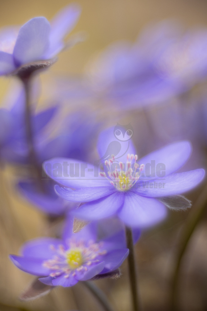 20220312114145 | Das Leberblümchen (Hepatica nobilis) ist ein typischer Frühlingbote. Im März, wenn Brauntöne noch das Bild des Waldes beherrschen, sind die zarten blauvioletten Blüten am Waldboden das erste Zeichen des einsetzenden Frühlings. Die hübschen Pflanzen nutzen die Zeit, bevor die Blätter der Bäume austreiben und ihnen das Licht rauben. Die Lebensdauer der Blüten beträgt etwa acht Tage. Mitte April ist ihre Blütezeit bereits abgeschlossen. - Realisiert mit Pictrs.com
