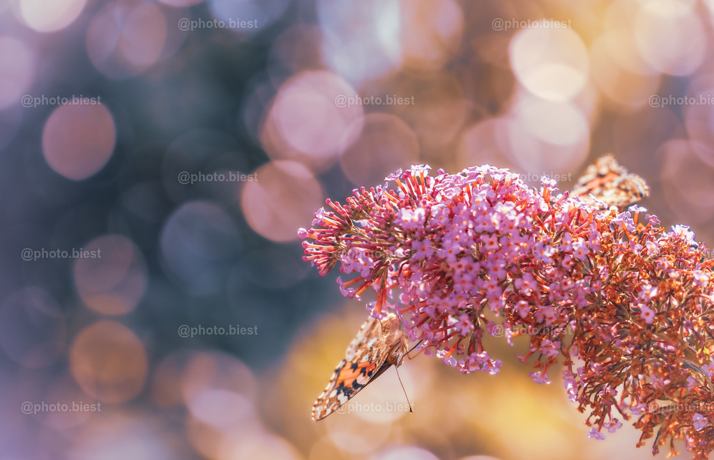 IMGC9418 | photobiest - Realisiert mit Pictrs.com