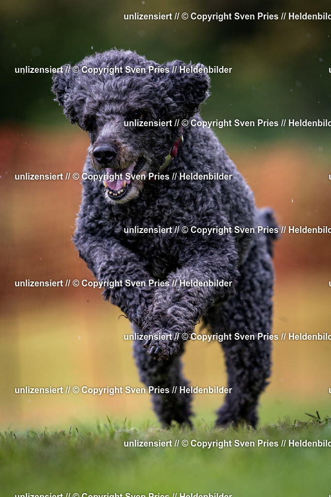 Sven Pries | 2024-04-21 - Hunderennen Baden-Oos
Foto: Sven Pries - Realisiert mit Pictrs.com