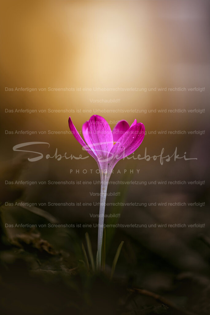Krokus im Sonnenaufgang | People- und Tierfotografie, Imageaufnahmen, Veranstaltungsfotografie und Wandbilder aus der Natur ★ Made in Germany ✔️ Druck + Downloads ✔️ Naturfotografie in Top Qualität ★ schneller Versand, weltweite Lieferung! - Realisiert mit Pictrs.com