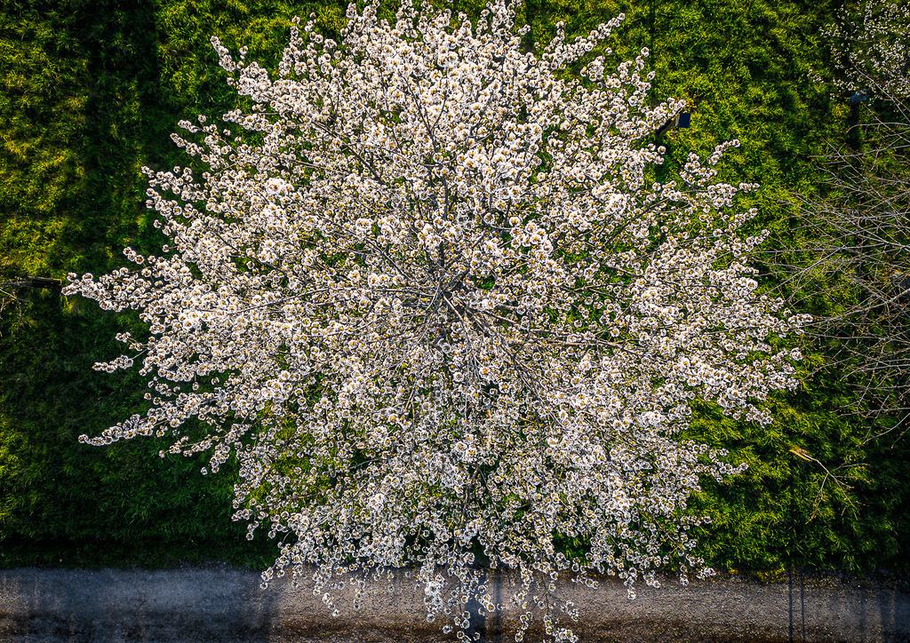 MPI_Blüten_0045 | Kirschbaum Groß von oben bei Bottenau - Realisiert mit Pictrs.com