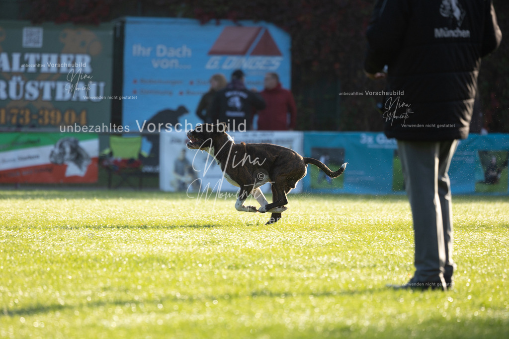 _16A6149 | Einzigartige Fotos von Hunden & Menschen –Actionfotos, Portraits, Vereinsaufnahmen & Paarshootings – authentisch, lebendig & mit Herz.
