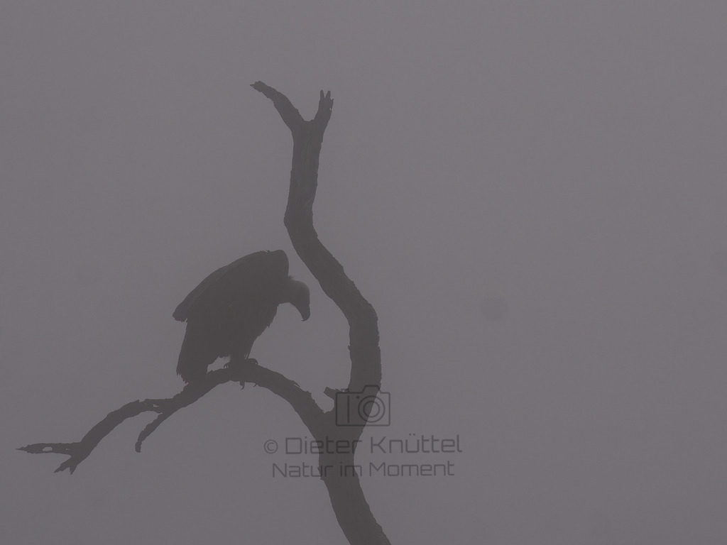 PANA2055-Bearbeitet-2017-LR | Natur im Moment - Realisiert mit Pictrs.com