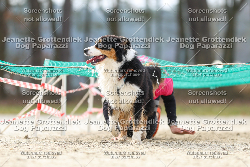Dog Paparazzi - Strongdog North Mrz26-5435 | Dog Paparazzi Jeanette Grottendiek Fotografie & Videografie - Realisiert mit Pictrs.com
