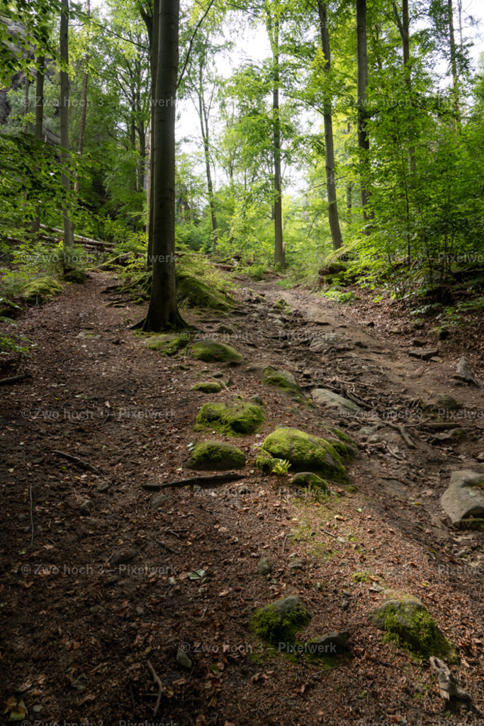 Rosssteig_Goldstein_Wald_Waldweg_Baumstamm_Moos | 2022-08-30_Waldbrandgebiete_1 - Realisiert mit Pictrs.com