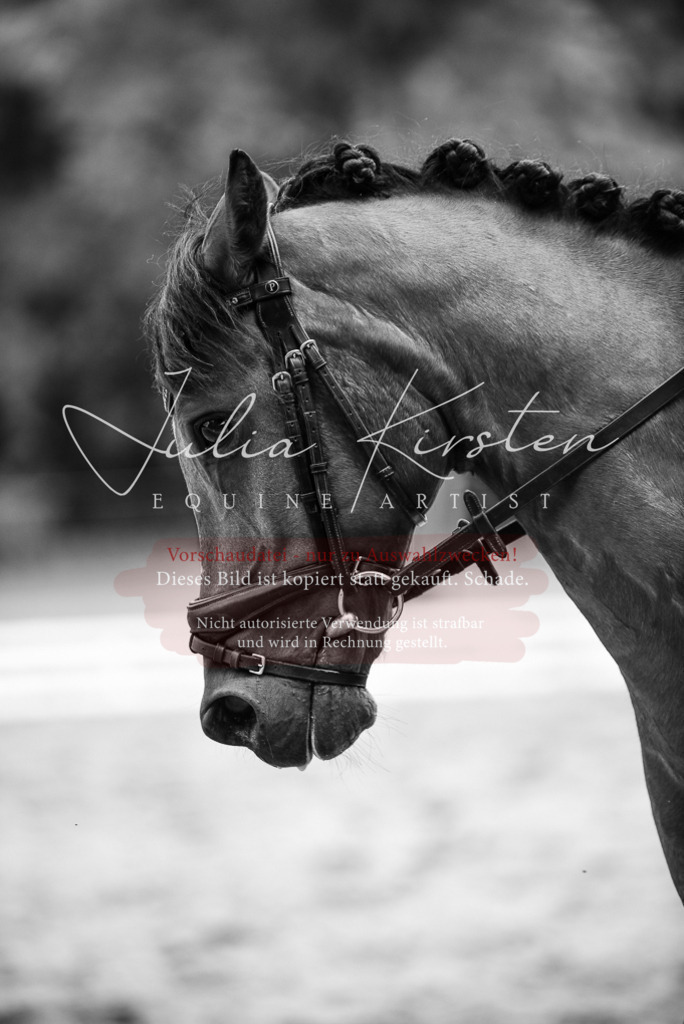 DSC_1553 | Pferde- und Turnierfotografie in Westsachsen. Pferdeportraits, Auftragszeichnungen und intuitive Kunst.
