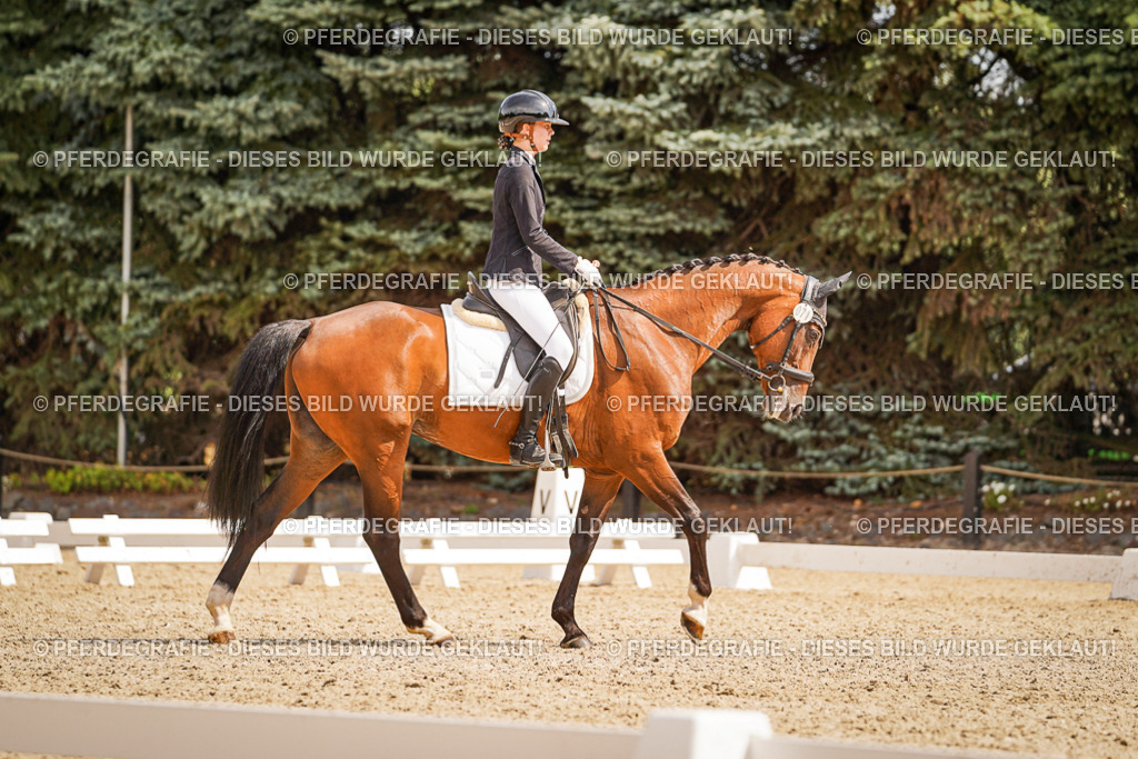 DSC01435 | Pferdegrafie