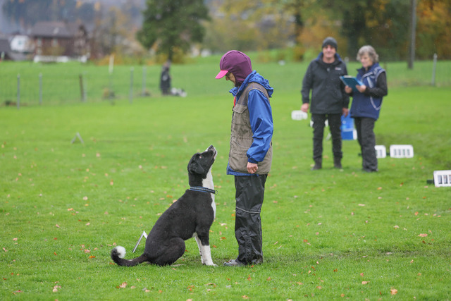 2025_Rally_Obedience_SM-98 | Ich fotografiere Hundeausstellungen, Sportanlässe, Zuchtstätten, Hundezucht, Hundeportrait, Lagotto - Realisiert mit Pictrs.com