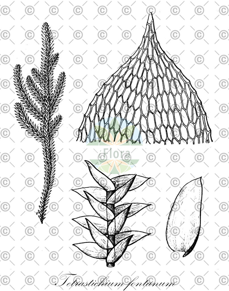 HistAbb_wfo-0000409894_1_ENZY_Simple | Historische Abbildung von Tetrastichium fontanum - Leucomiaceae | Historical Illustration of Tetrastichium fontanum - Leucomiaceae
