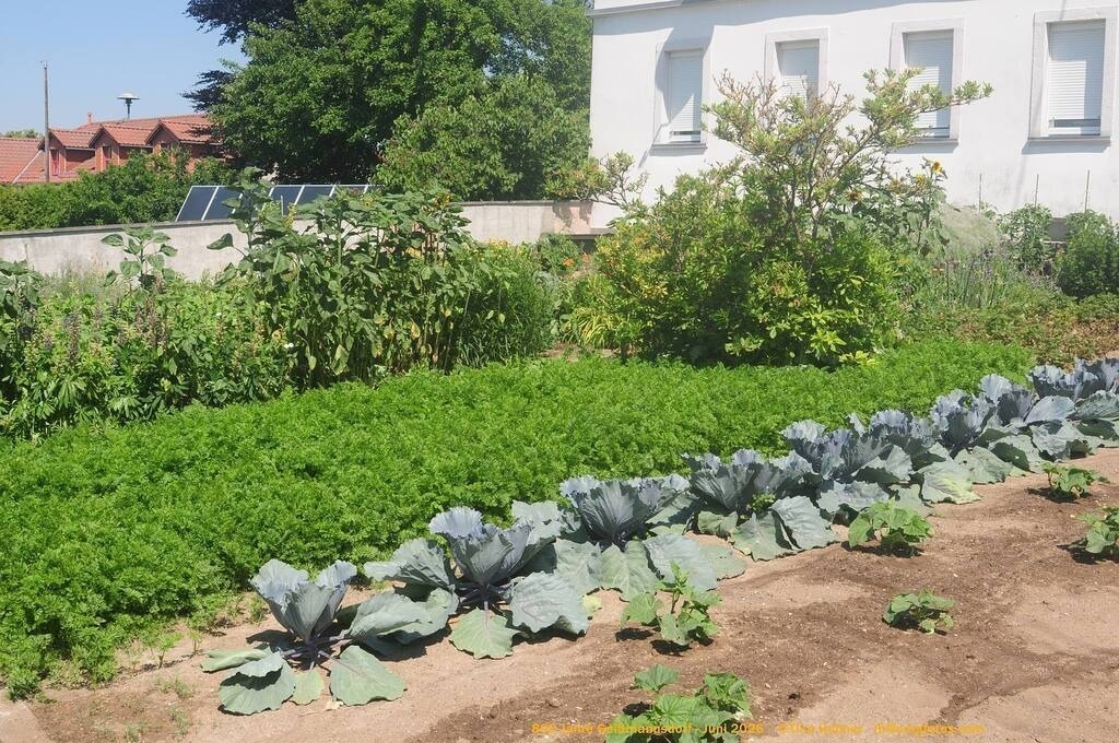 Geißmannsdorf-2026-Ortsbilder-086 | Geißmannsdorf bei Bischofswerda im Sommer 2026. Ein fotografischer Streifzug durch das Dorf Geißmannsdorf, mit Gebäuden, Straßen, Strohpuppen und geschmückten Vorgärten und Grundstücken anlässlich der 800-Jahr-Feier von Geißmannsdorf im Juni 2026 - Realisiert mit Pictrs.com