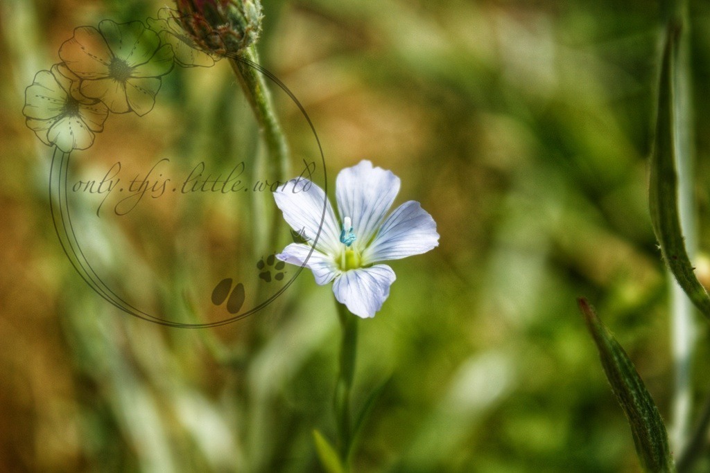 IMG_3463-01 | only.this.little.world - Realisiert mit Pictrs.com