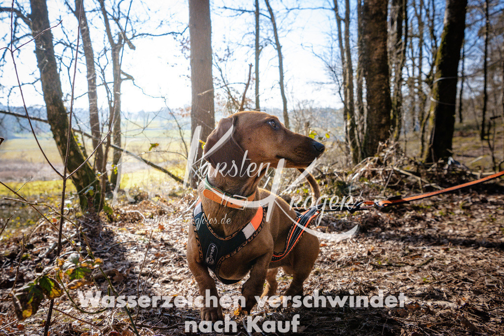 0921_ZZ97448 | kk-dogfotos