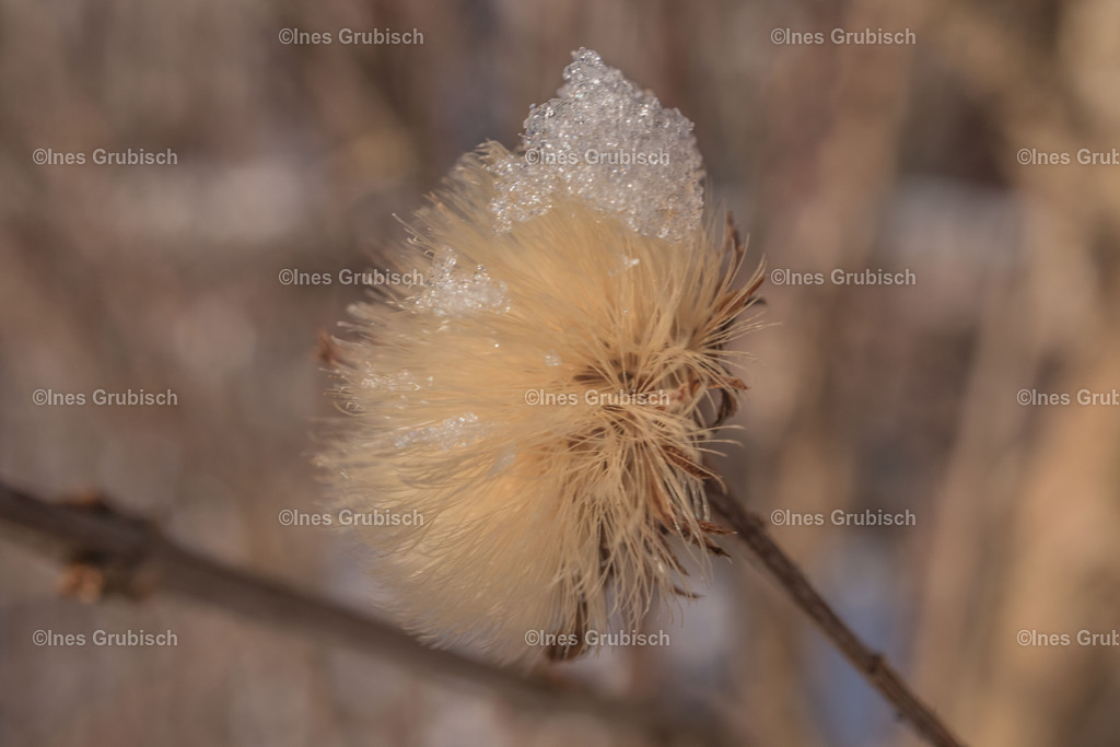 Herbstaster mit Schnee | Lila Lubbenbomm - Artwork by Ines Grubisch - Realisiert mit Pictrs.com