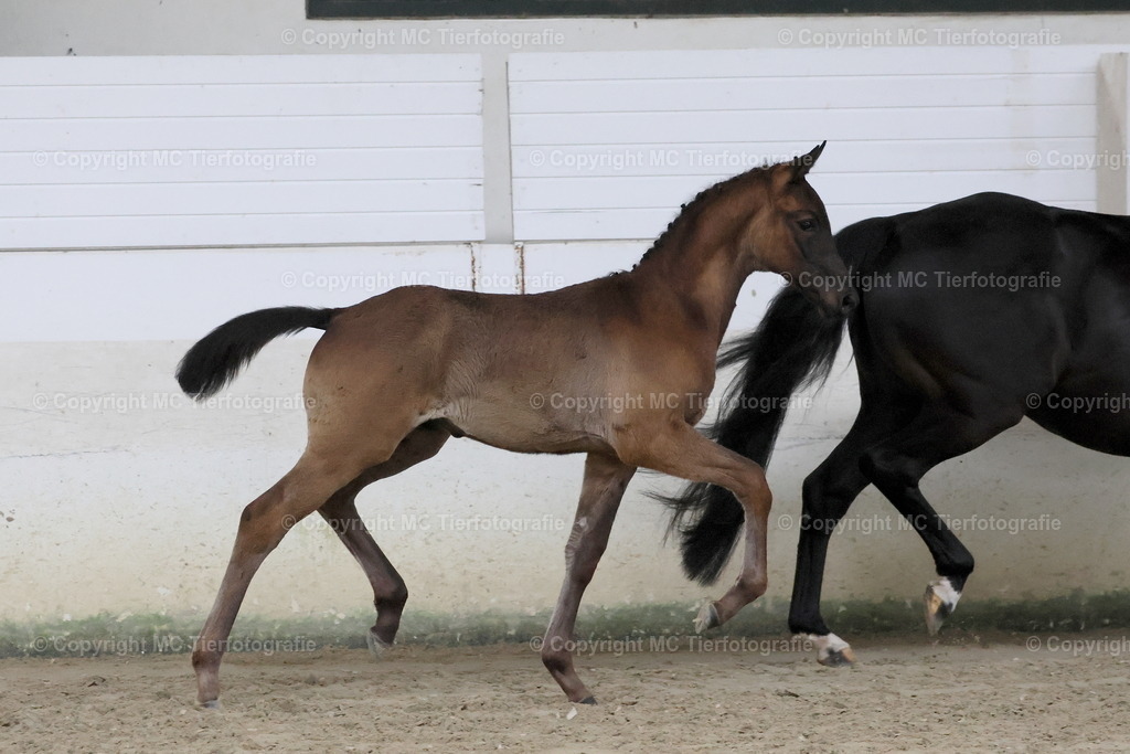 TrakFohlenFototermGeldern24052025MC3H5A7261B1 | Pferdefotos online bestellen - Realisiert mit Pictrs.com