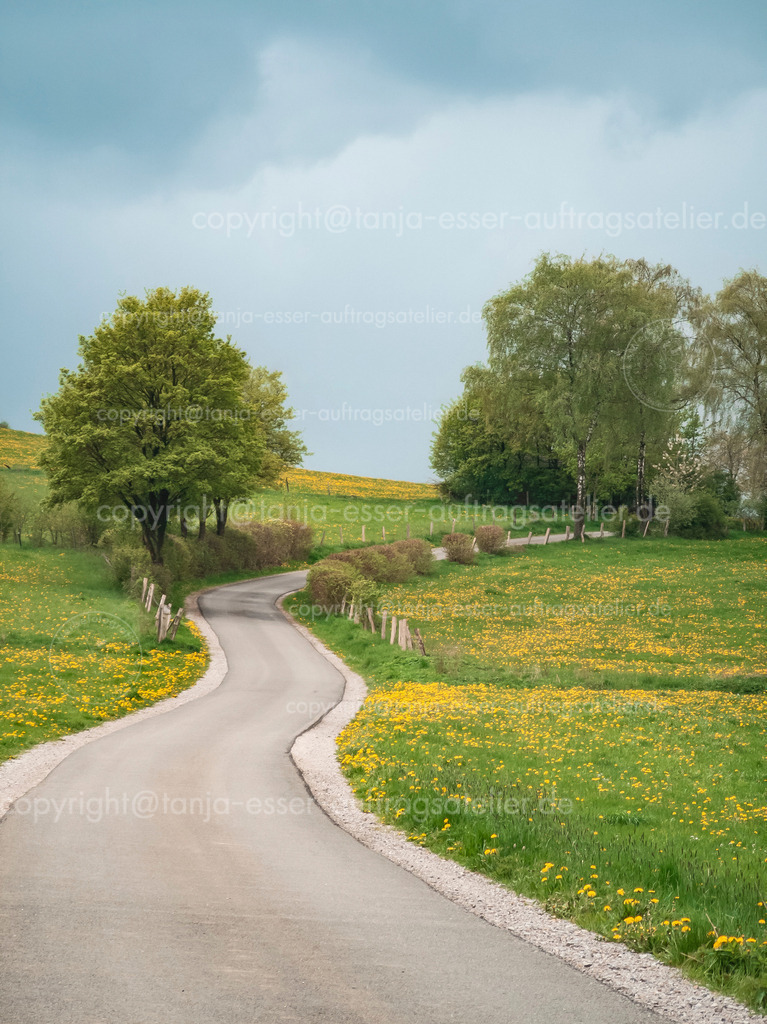 Sauerländer Spazierweg Derkerborn im Mai | Straße führt durch grüne Landschaft mit blühenden Löwenzahnpflanzen Taraxacum. Es ist Mai, Bäume und Sträucher haben frische Blätter. Brilon im Sauerland Deutschland bei einer Regenpause.