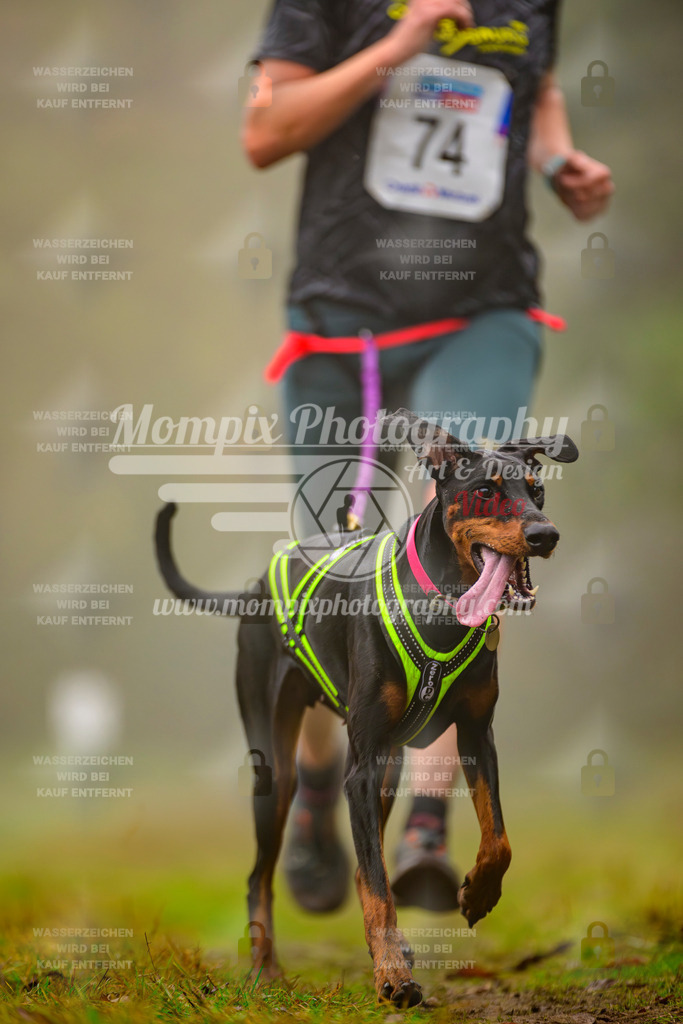 MompixPhotography_Bischwiller2025_Canicross-65 | mompixphotography