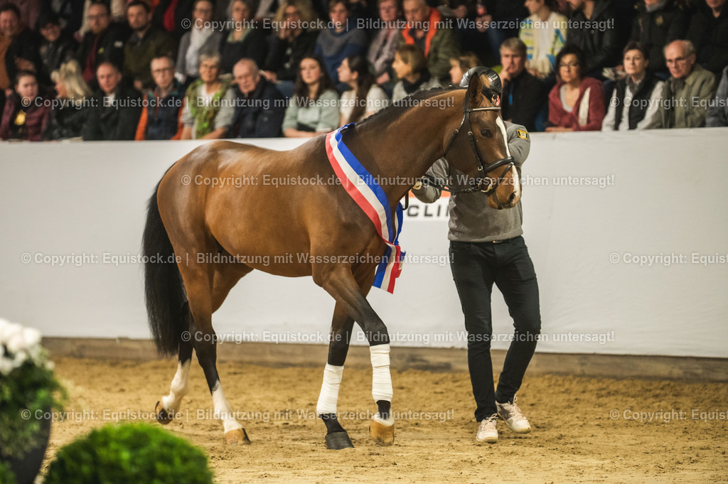 20240302_Hengstvorstellung_Marbach_TOMsPiC_0466 | equistock