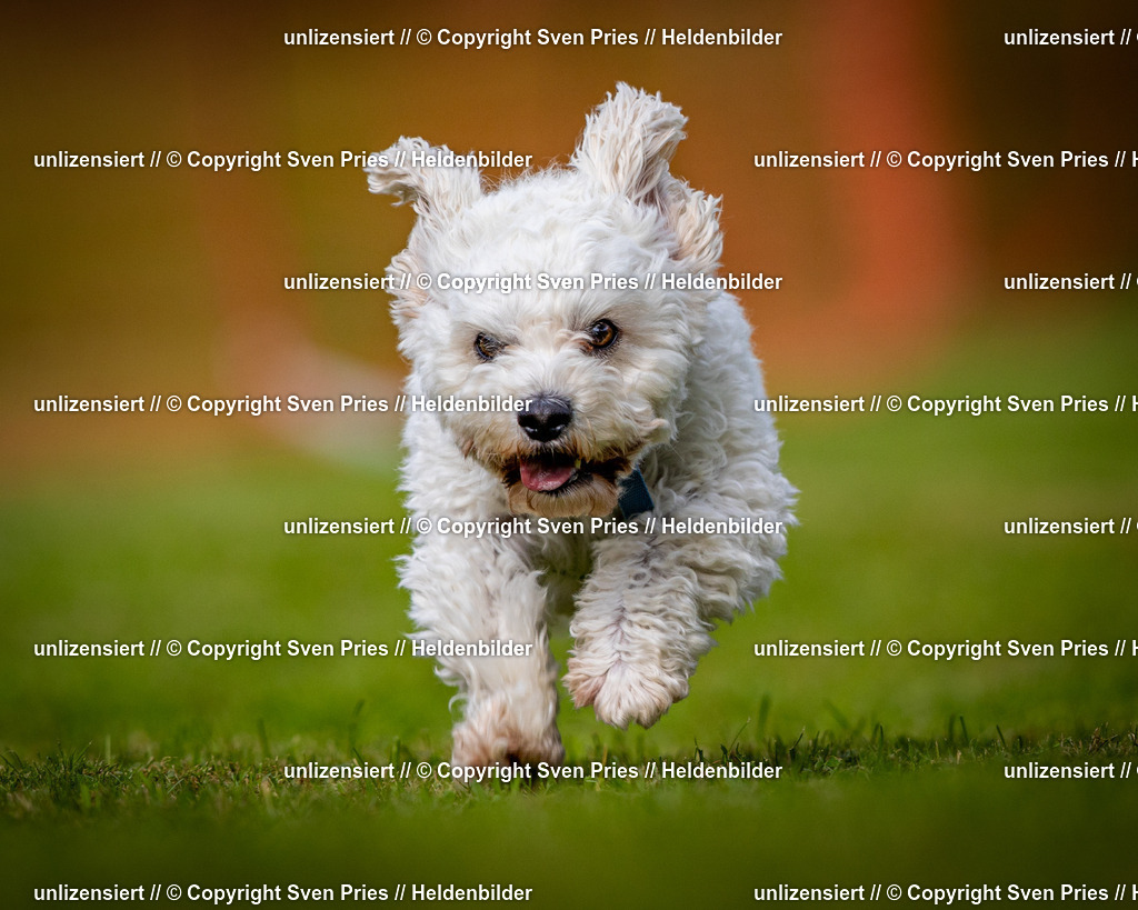 Sven Pries | 2024-09-22 - Hunderennen Baden-BadenPudelverein - Realisiert mit Pictrs.com