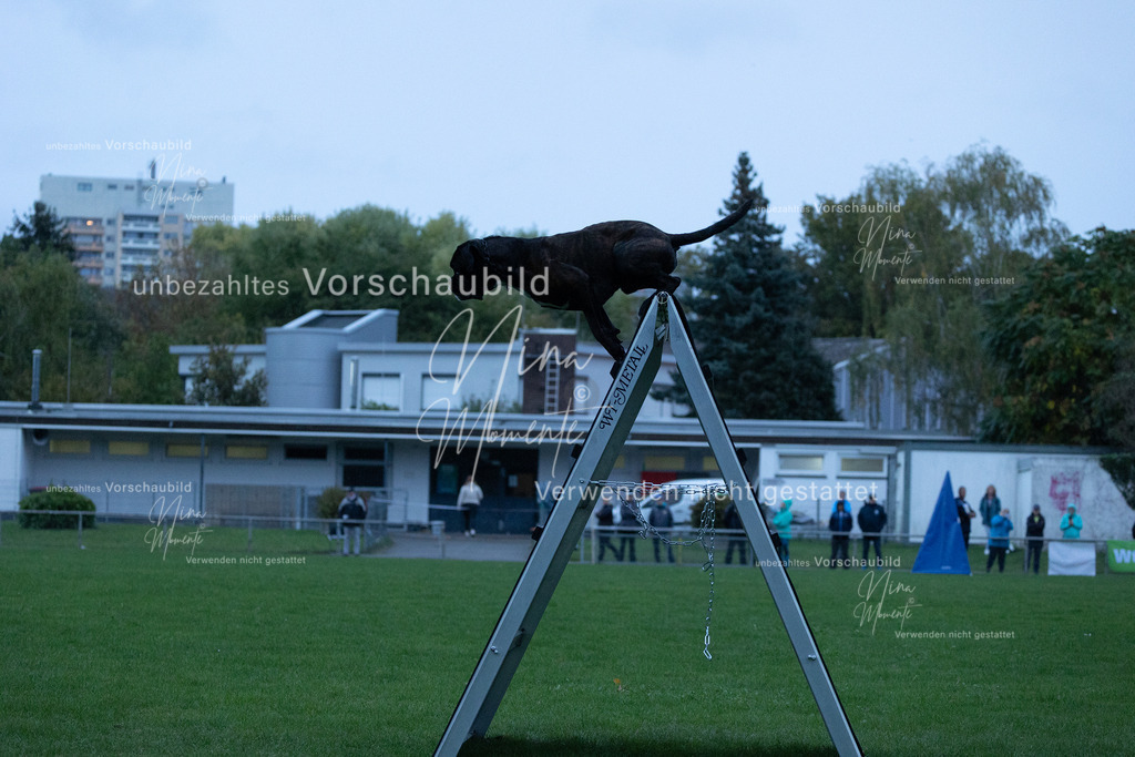 _16A4311 | Einzigartige Fotos von Hunden & Menschen –Actionfotos, Portraits, Vereinsaufnahmen & Paarshootings – authentisch, lebendig & mit Herz.