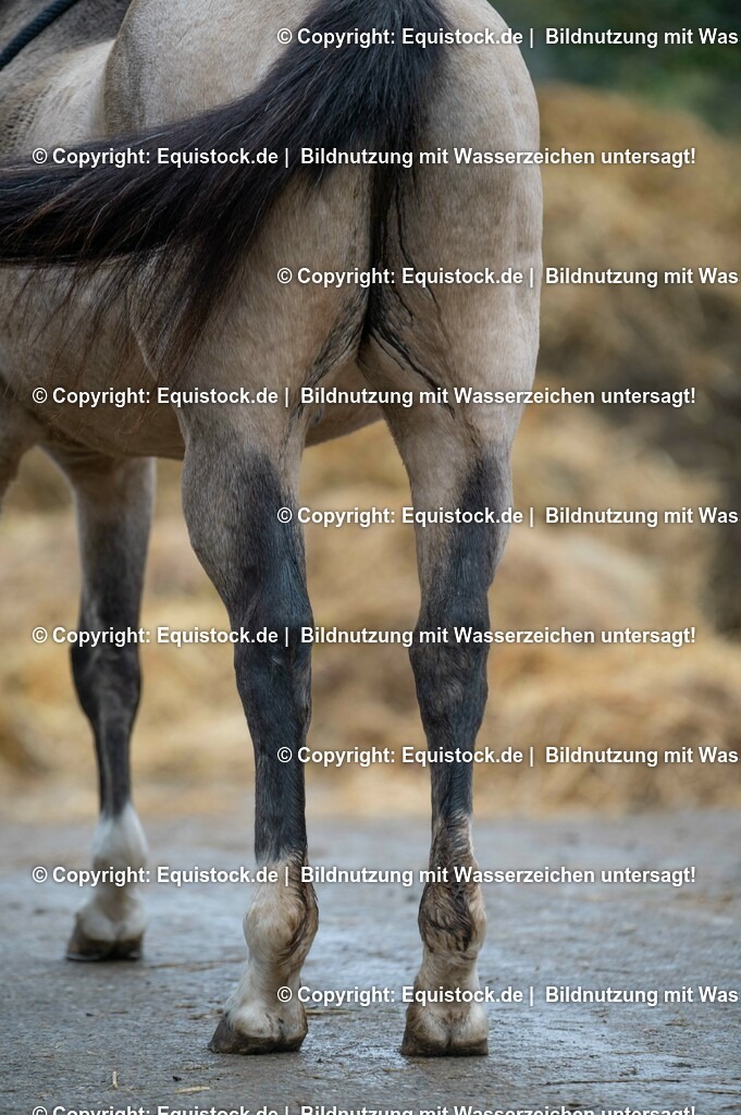 20201030_Kotwasser_0023 | equistock