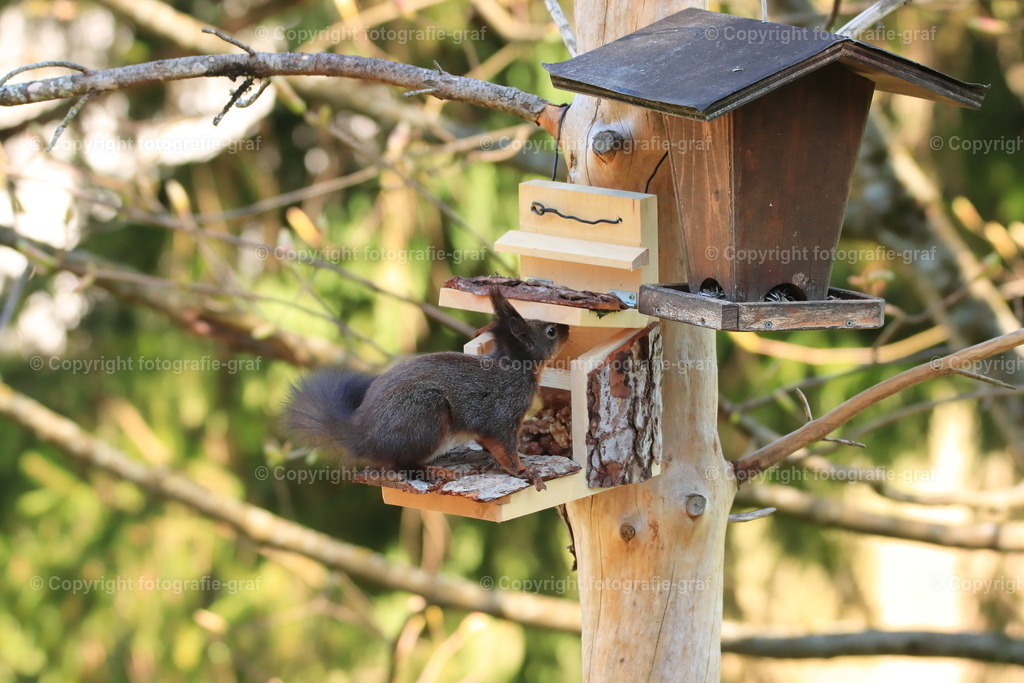 IMG_0629-heller | fotografie-graf - Realisiert mit Pictrs.com