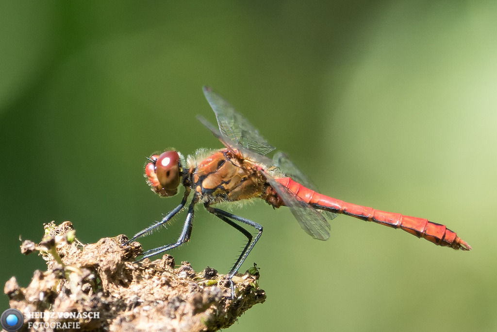 Tiere_0003 | Alle Bilder von Heinz Vonäsch Fotografie können alle zu günstigen Preisen gekauft werden! Download der Bilder, Ausdrucke, Postkarten, Tassen T-Shirts, Kalender, Alu- Dibond usw. - Realisiert mit Pictrs.com