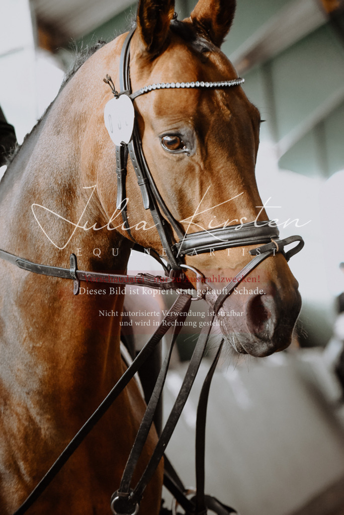 DSC_7548 | Pferde- und Turnierfotografie in Westsachsen. Pferdeportraits, Auftragszeichnungen und intuitive Kunst.