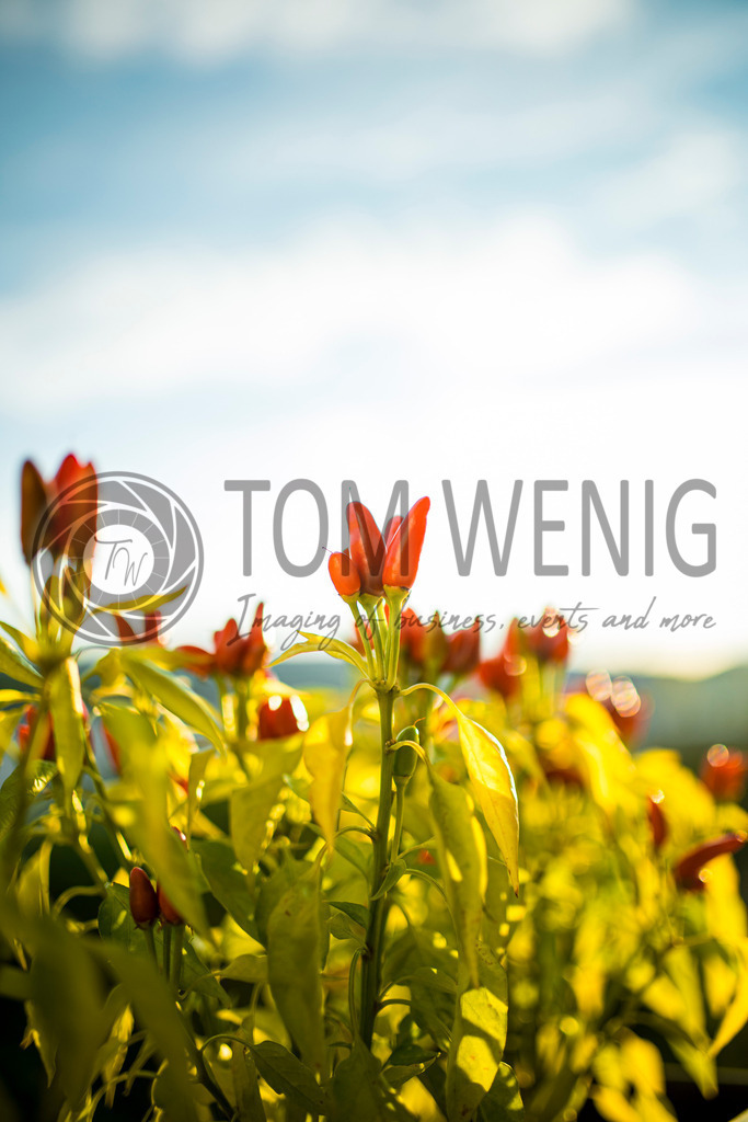 IMG_5087 | Hier findet ihr eure Fotografien und verschiedenste Motive zum Bestellen. - Realisiert mit Pictrs.com