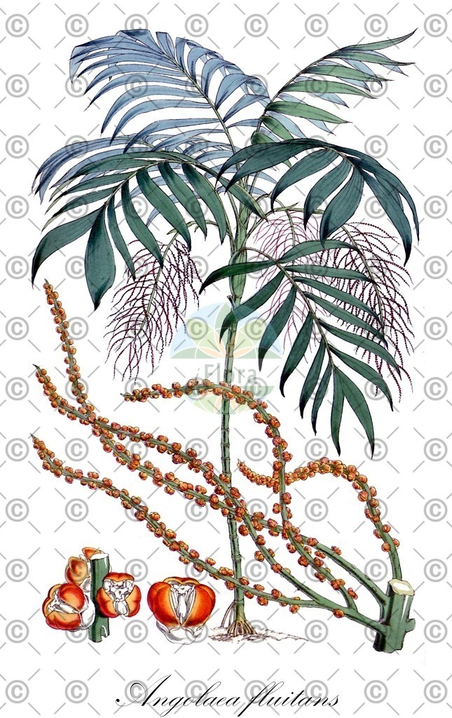 HistAbb_wfo-0000536542_79_ENZY_Simple | Historische Abbildung von Angolaea fluitans - Podostemaceae | Historical Illustration of Angolaea fluitans - Podostemaceae