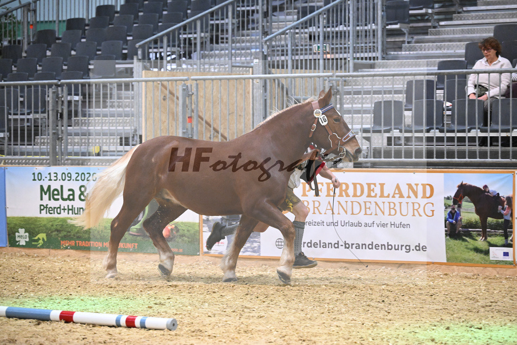 Kat-Nr. 16 Rikea v. Vogelhaendler_Wallner_1260255 | hf-fotografie - Realisiert mit Pictrs.com