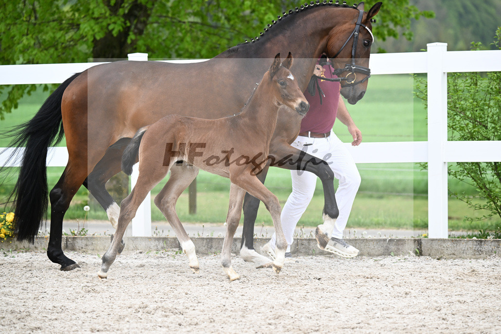 Kat-Nr. 13 HF Kruegerrand x L Espoir_Greim_23261130 | hf-fotografie - Realisiert mit Pictrs.com