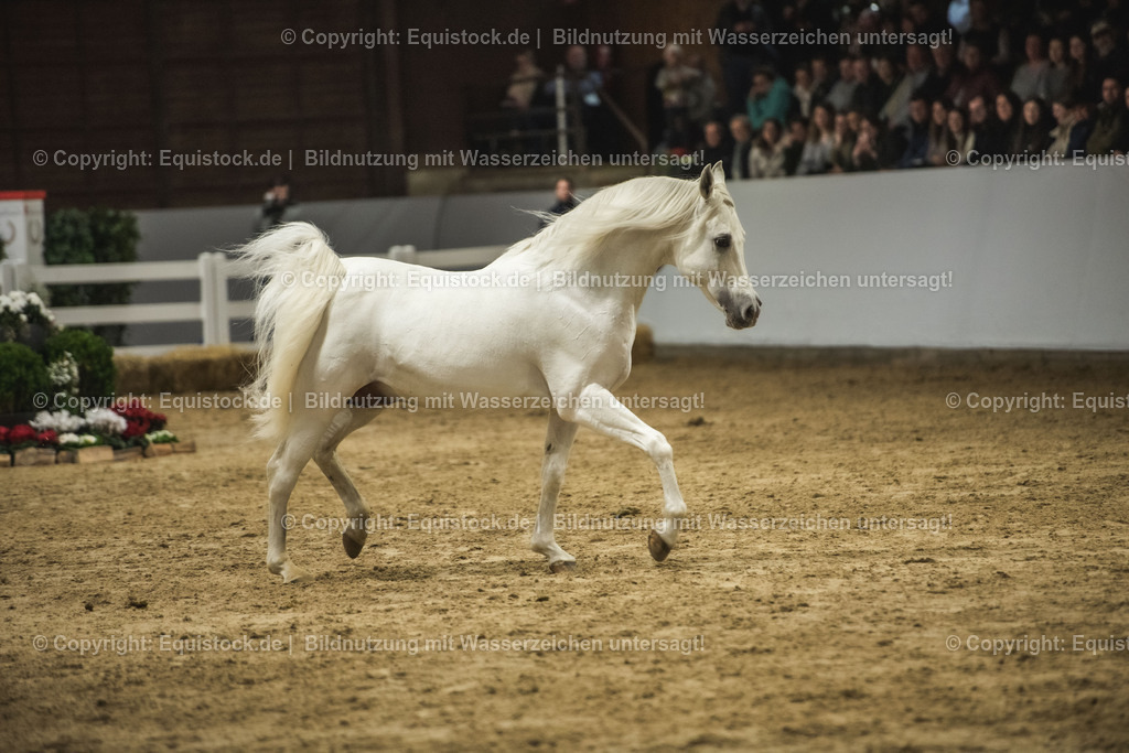 20240302_Hengstvorstellung_Marbach_TOMsPiC_1178 | equistock