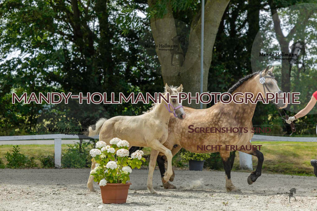 Leybucht-190 | mandyhollmannphotographie