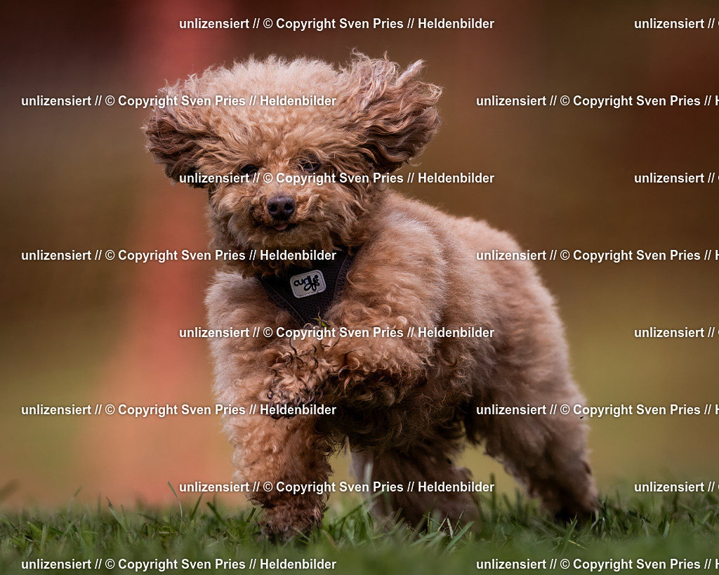 Sven Pries | 2024-04-21 - Hunderennen Baden-Oos
Foto: Sven Pries - Realisiert mit Pictrs.com