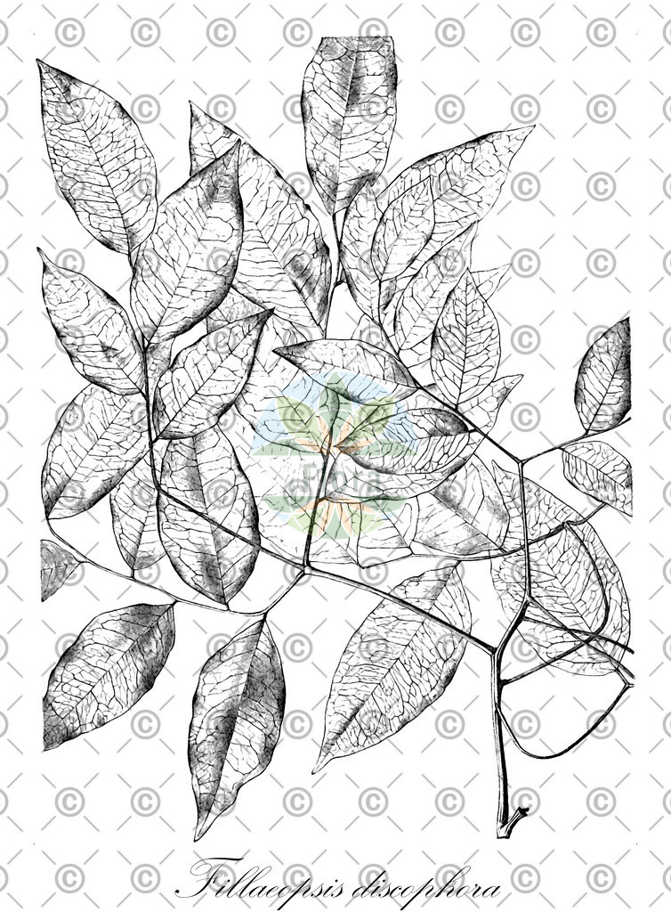 HistAbb_wfo-0000420095_1_ENZY_Simple | Historische Abbildung von Fillaeopsis discophora - Fabaceae | Historical Illustration of Fillaeopsis discophora - Fabaceae