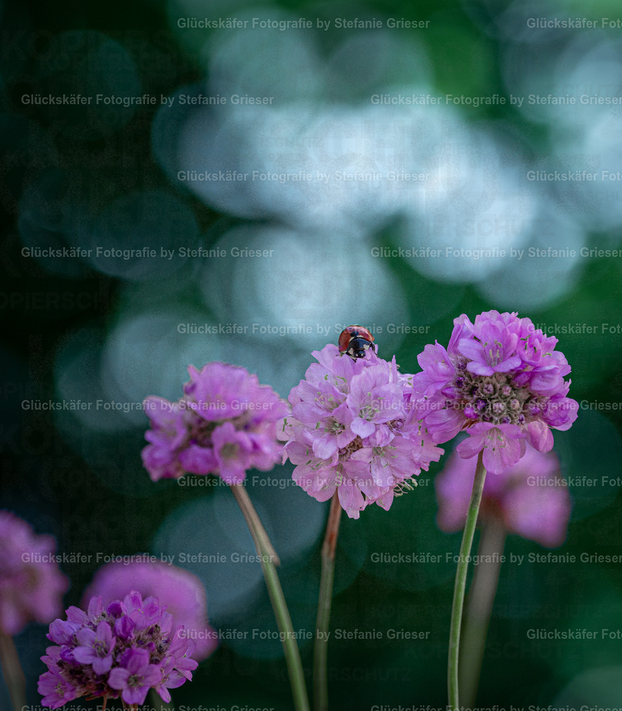 OQ0A0922 Kopie | Glückskäfer - Fotografie - Realisiert mit Pictrs.com