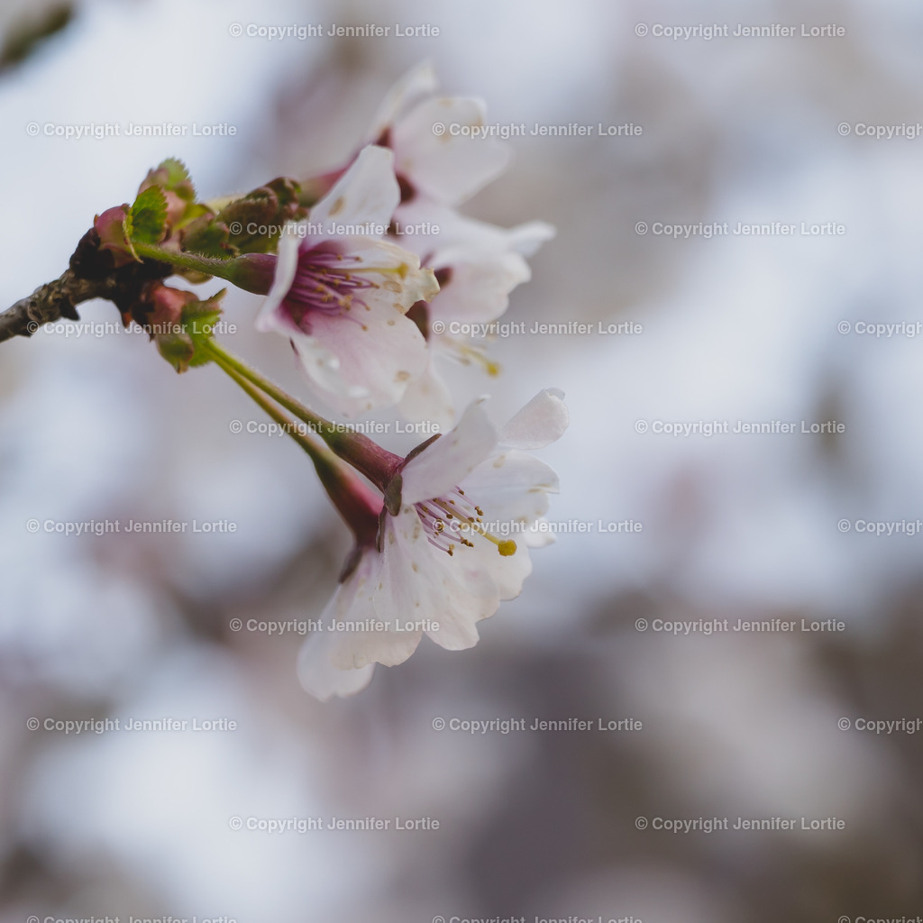 Koju no Mai - Bokeh | Kreative Naturaufnahmen als hochwertige Druckprodukte kaufen. - Realisiert mit Pictrs.com